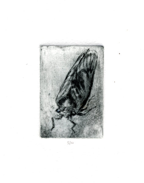 drypoint of a cicada: "Big Noise"